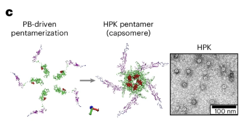Systemic HER3 ligand-mimicking nanobioparticles